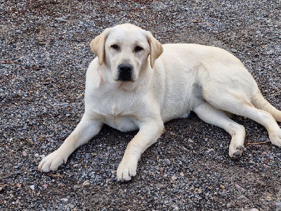 Étalon Labrador Retriever - Sakima angel south (Sans Affixe)