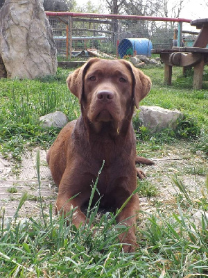 Étalon Labrador Retriever - T'chocolatine du verger des plaines