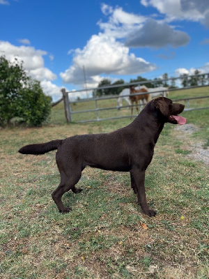 Étalon Labrador Retriever - Sandy Minich De La Pointe