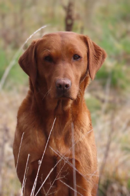 Étalon Labrador Retriever - Talf Sorgue