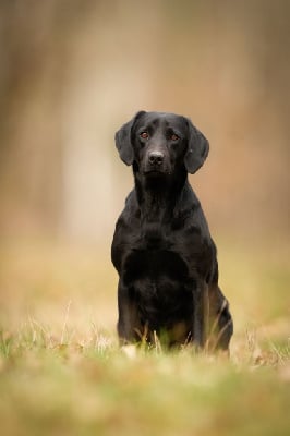 Étalon Labrador Retriever - dyana'lys Still the best