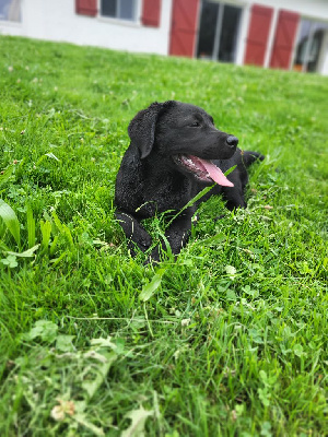 Étalon Labrador Retriever - Violette De sandie landes