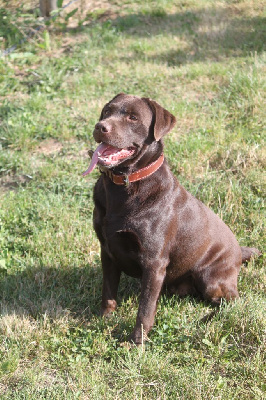 Étalon Labrador Retriever - Raynbow Des Voix D'Hyris