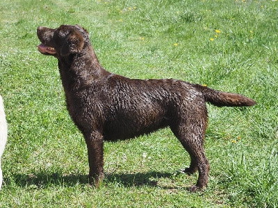 Étalon Labrador Retriever - Tudo bom Sushi