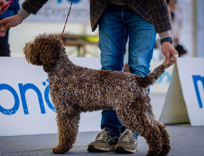 Étalon Lagotto Romagnolo - Uma Des Semeurs De Rêves