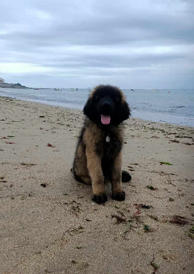 Étalon Leonberger - Violetta Leon De La Cité D'Or