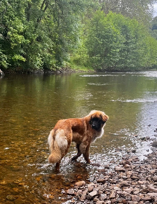 Étalon Leonberger - Uppy tralala du haras de la toison d’or