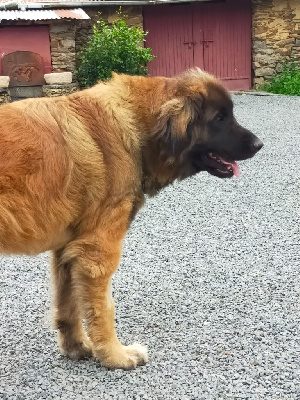 Étalon Leonberger - Ulysse (Sans Affixe)