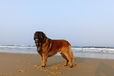 Étalon Leonberger - Popitch fjord De la legende du chene