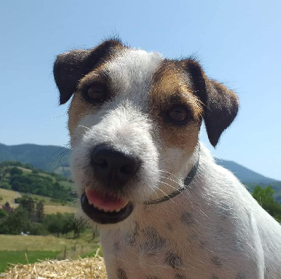 Étalon Parson Russell Terrier - Raksi Du Potala Libre