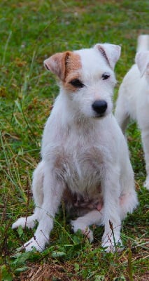 Étalon Parson Russell Terrier - Souki Des Lacs De L'Adour