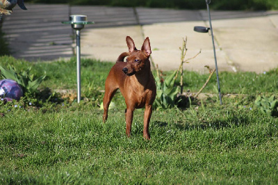 Étalon Pinscher nain - rm Mylady madisson