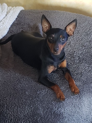 Étalon Pinscher nain - Rosalie du Pirou