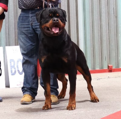 Étalon Rottweiler - CH. Reno Du Temple D'Adranos}