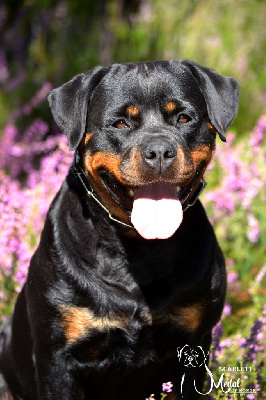 Étalon Rottweiler - CH. Medal of Honor Scarlett