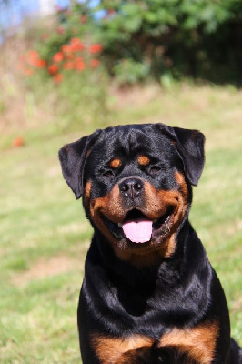 Étalon Rottweiler - CH. J una Des Feux D'Anaka