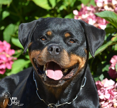 Étalon Rottweiler - CH. Elli von der burg skiva