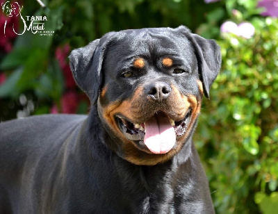 Étalon Rottweiler - CH. Medal of Honor Tania