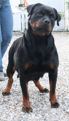 Étalon Rottweiler - Scarlett Vom Koñigreich Des Feuervogels