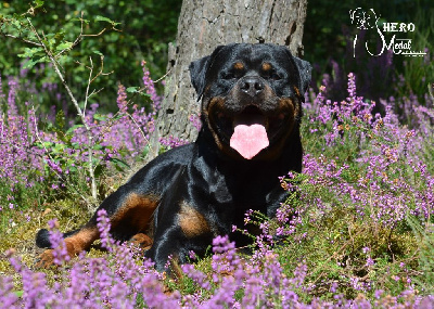 Étalon Rottweiler - CH. Hero de batanen