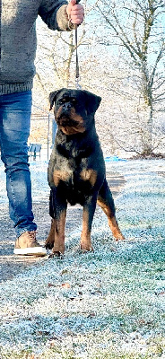 Étalon Rottweiler - Insomnia burgan rottweilers