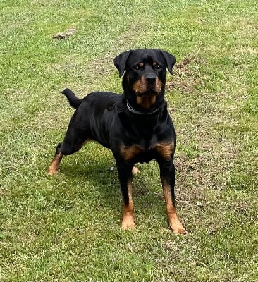 Étalon Rottweiler - Odessa Des Gardiens Du Garon