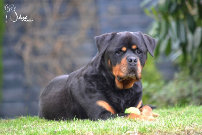 Étalon Rottweiler - CH. Medal of Honor Hades