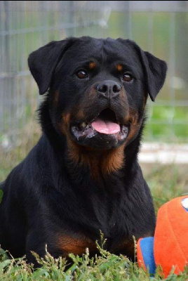 Étalon Rottweiler - akbarforce Priscila