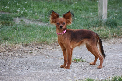 Étalon Russkiy Toy (Petit Chien Russe) - Ulka De la Nouknoukerie