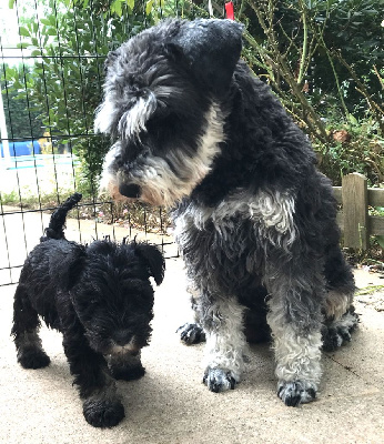 Étalon Schnauzer miniature - De La Montagne Du Sichuan Sunshine