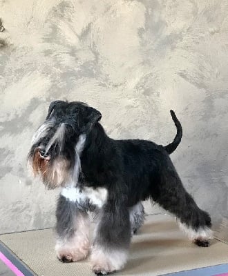 Étalon Schnauzer miniature - Thicky boum des forbans du Roc d'Hervieux