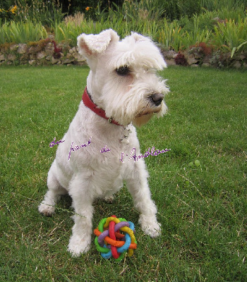 Étalon Schnauzer miniature - Nymeria-mia vom landeskroner weiher