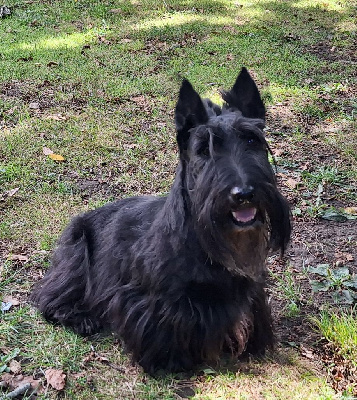 Étalon Scottish Terrier - Play boy Of Itty's Cottage