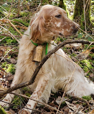 Étalon Setter Anglais - Rubi Des Campanes De La Vézère