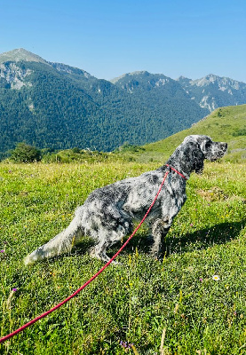 Étalon Setter Anglais - Tyrex Du Chenil De Pépon