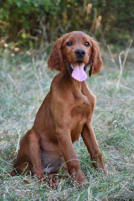 Étalon Setter irlandais rouge - Volva de l'étang de la marnière