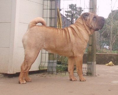 Étalon Shar Pei - Saori Des Fleurs De Chao Ling