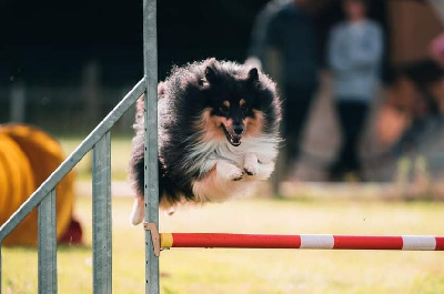 Étalon Shetland Sheepdog - Twix coeur fondant Du Charme Berger