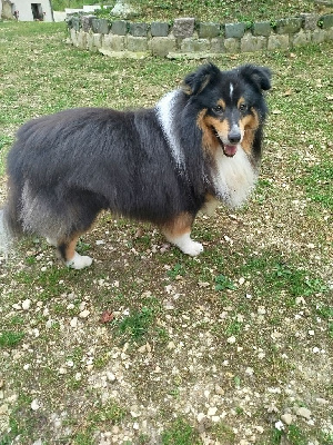 Étalon Shetland Sheepdog - art felicity Raikiri