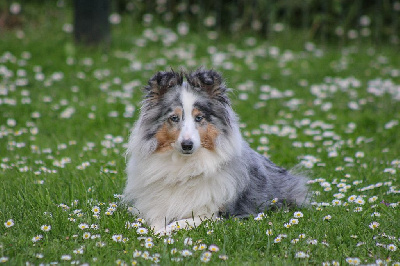 Étalon Shetland Sheepdog - CH. Idylle (Sans Affixe)