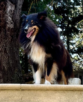 Étalon Shetland Sheepdog - Tessy des Jardins de Becky