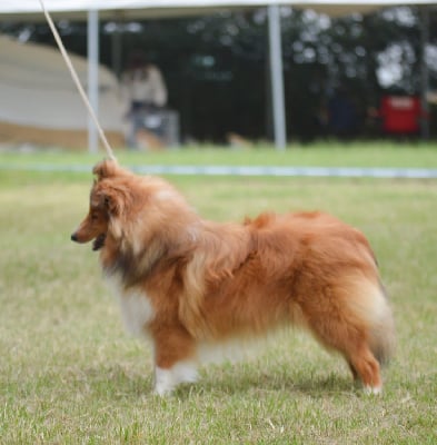 Étalon Shetland Sheepdog - Replay gold du Cèdre Enchanté