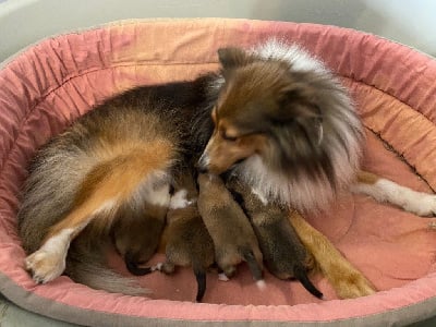 Étalon Shetland Sheepdog - Top girl du Cèdre Enchanté