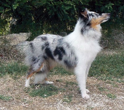 Étalon Shetland Sheepdog - Shanen doherty princess Des mille eclats des tournesol