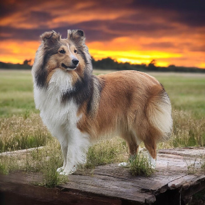 Étalon Shetland Sheepdog - Ulotte De La Colline d'Ans