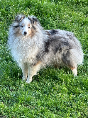 Étalon Shetland Sheepdog - Sari dite shiro Des Doudous De La Grave