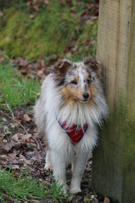 Étalon Shetland Sheepdog - Un coup-de-foudre pour uzi Des Truffes De L'Ouest