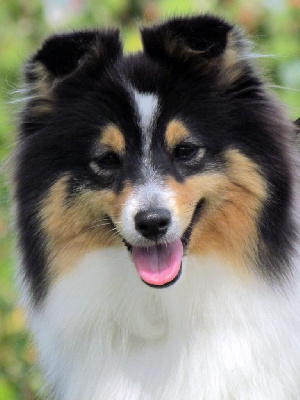 Étalon Shetland Sheepdog - Blue witch Tai-tai