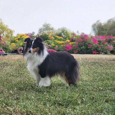 Étalon Shetland Sheepdog - Una bella De La Colline d'Ans