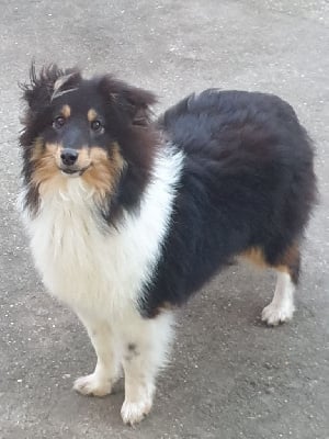 Étalon Shetland Sheepdog - Sybelle du Domaine des Sentinelles